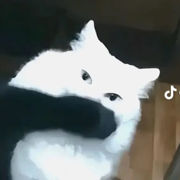 Zoe