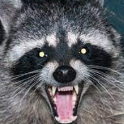 trash bandit raccoon!!!